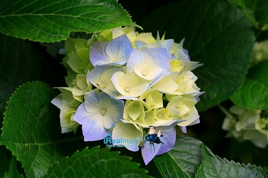 Hydrangeas